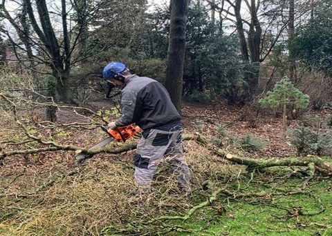 Boomverzorger zaagt een gevelde boom in stukken