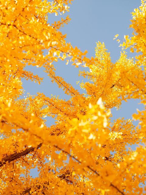 Goudgele herfstbladeren van een ginkgo tegen een blauwe lucht