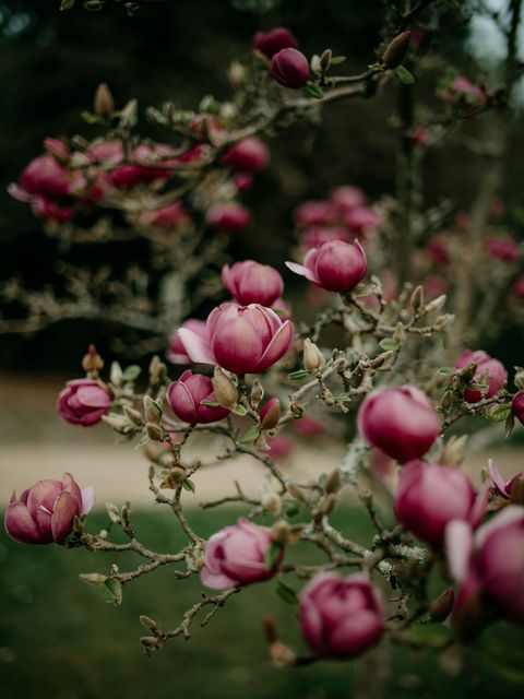 Magnolia met roze bloemknoppen