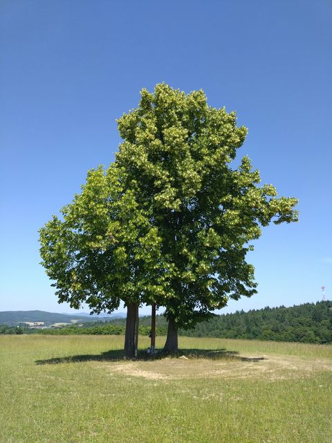 Grote solitaire boom op een grasveld