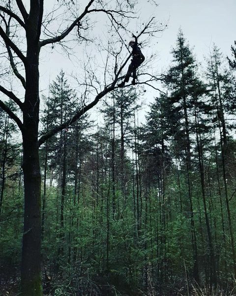 Boomverzorger snoeit met klimtechniek hoog in een boom