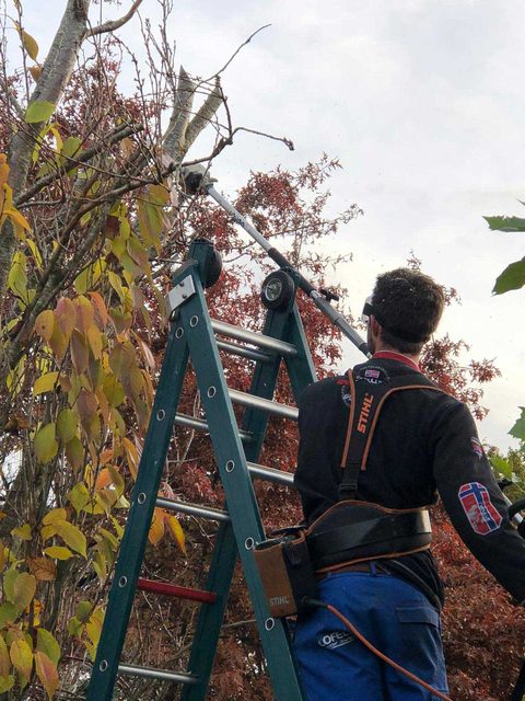 Hovenier snoeit een boom vanaf een ladder